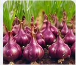 Bawang Merah